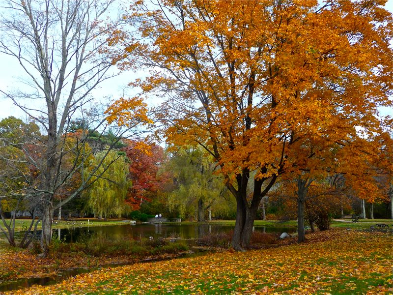 Fall foliage at Bird Park in Walpole with trees and a pond.
