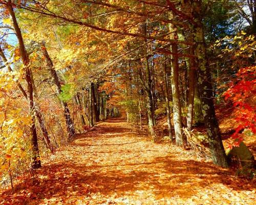 Trail with fall leaves.
